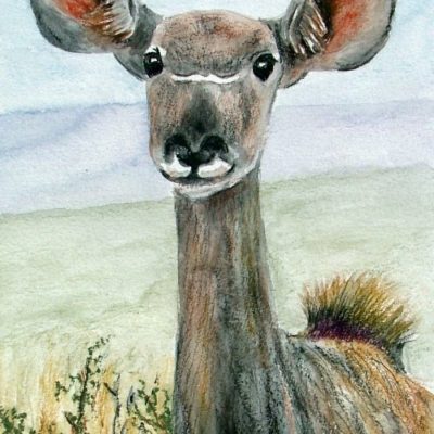 How to Paint a Kudu Doe with Watercolour Pencils