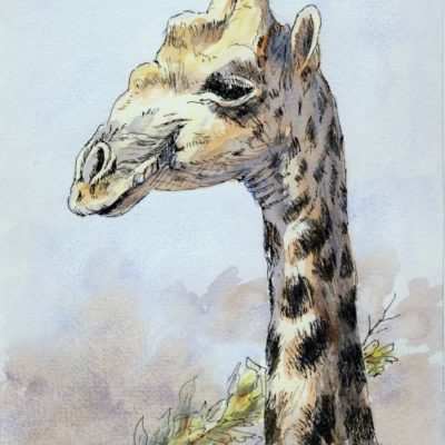 How to Paint a Giraffe using Pen and Ink Washes in Watercolour
