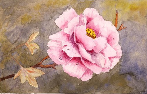 How to Paint a Peonie Flower in Watercolour