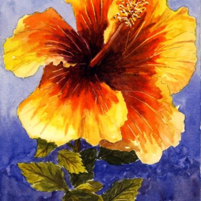 How to Paint a Hibiscus in Watercolour