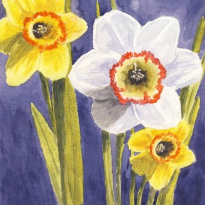 How to Paint Daffodils in Watercolour