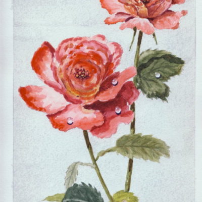 How to Paint a Rose in Watercolour