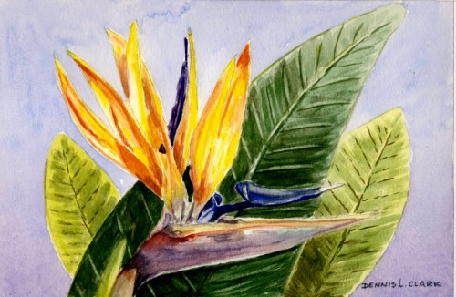 How to Paint a Strelitzia in Watercolour