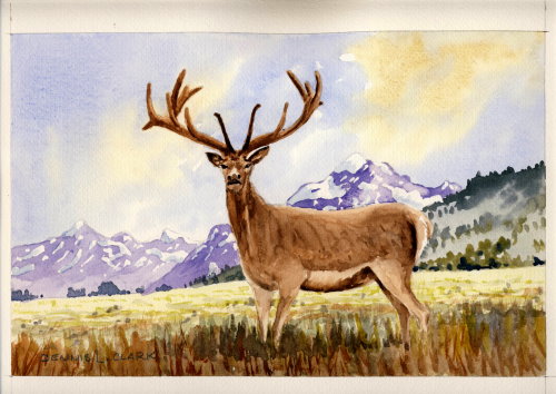 How to Paint a Stately Stag in Watercolour