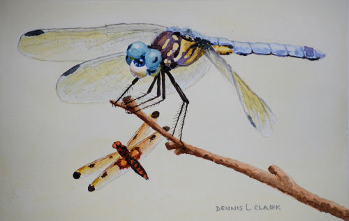 How to Paint Dragonflies in Watercolour