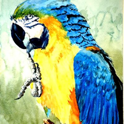 How to Paint a Parrot in Watercolour