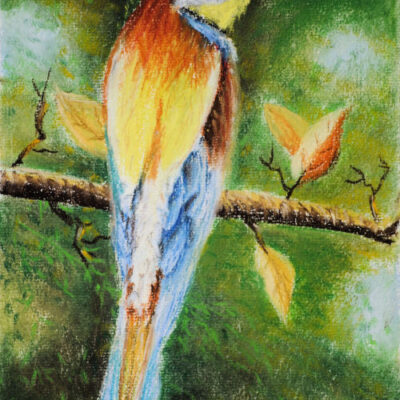 How to Draw a European Bee-Eater in Pastel