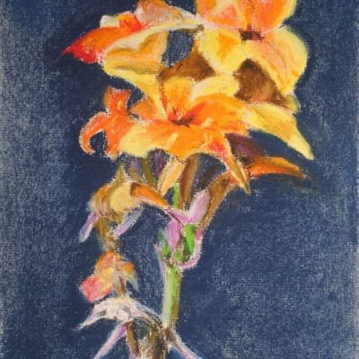 How to Draw Cannas in Pastel