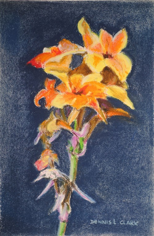final-drawing-cannas-in-pastel-5001