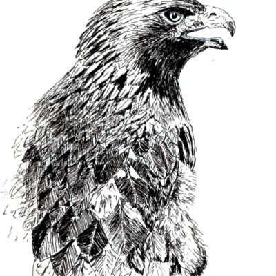 How to Draw a Golden Eagle in Pen and Ink