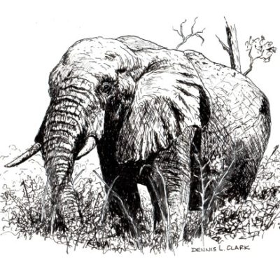 How to Draw an Elephant in Pen and Ink
