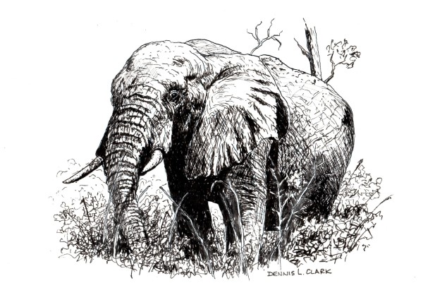 6-elephant-pen-ink-600