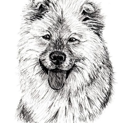 How to Draw a Long Haired Dog in Pen and Ink