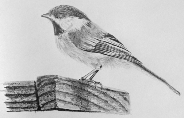 How to Draw Chickadee Bird