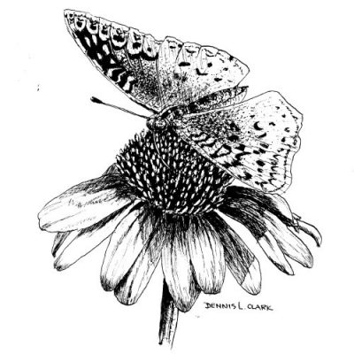 How to Draw a Butterfly on a Flower in Pen and Ink