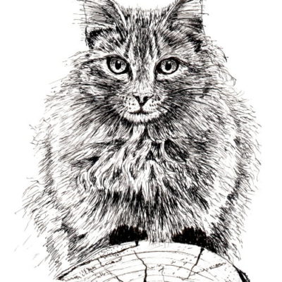 How to Draw a Cat on a Log in Pen and Ink