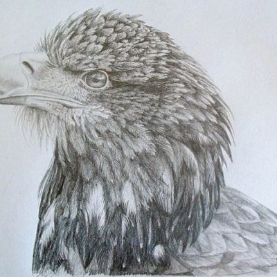 How to Draw an Eagle
