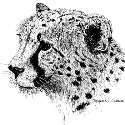 How to Draw a Cheetah in Pen and Ink