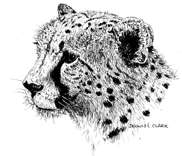 how-to-draw-a-cheetah-in-pen-ink-drawing-600