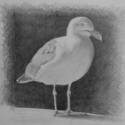 How to Draw a Seagull