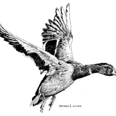 How to Draw a Duck in Flight in Pen and Ink