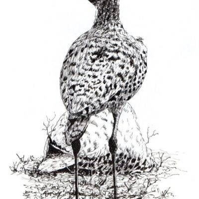 How to Draw a Spotted Thick Knee Bird in Pen and Ink