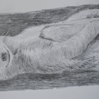 How to Draw a Meerkat