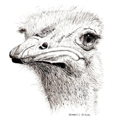How to Draw an Ostrich Portrait in Pen and Ink