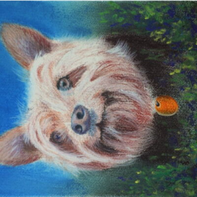 How to Draw a Long Hair Dog in Pastel