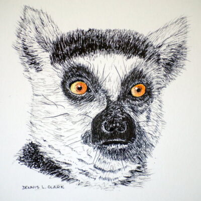 How to Draw a Lemur Portrait in Pen and Ink