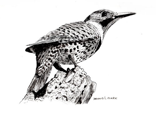 How to Draw a Northern Flicker Bird in Pen and Ink