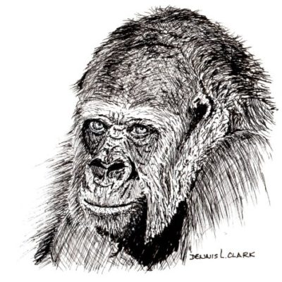 How to Draw a Gorilla Portrait in Pen and Ink