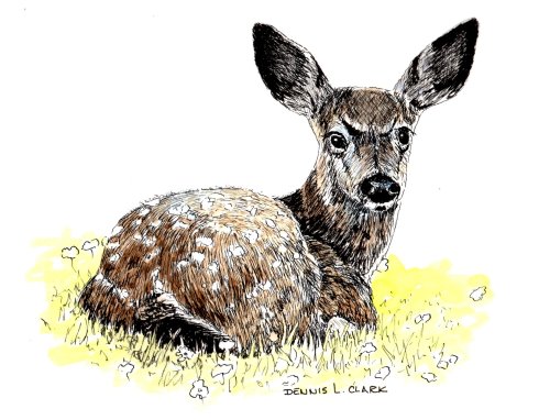 How to Draw Bambi in Pen and Ink