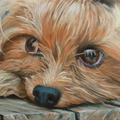 How to Paint a Yorkshire Terrier in Oil