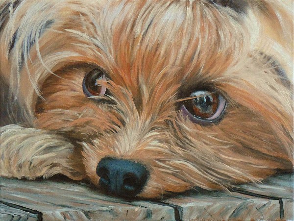 65-yorkshire-terrier-final-painting-600