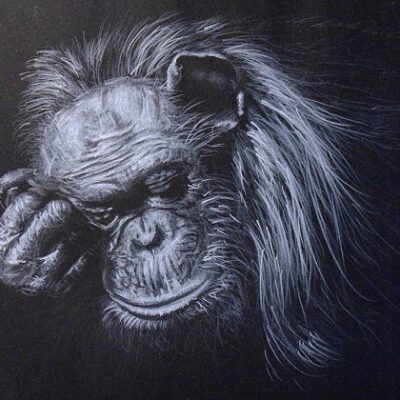 How to Draw a Sleeping Chimpanzee