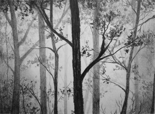31-misty-forest-drawing-600