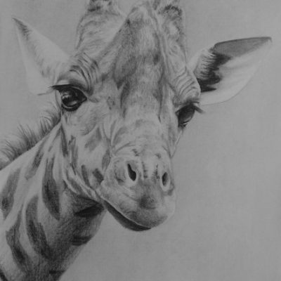 How to Draw a Giraffe