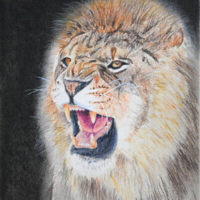 How to Draw a Roaring Lion in Pastel
