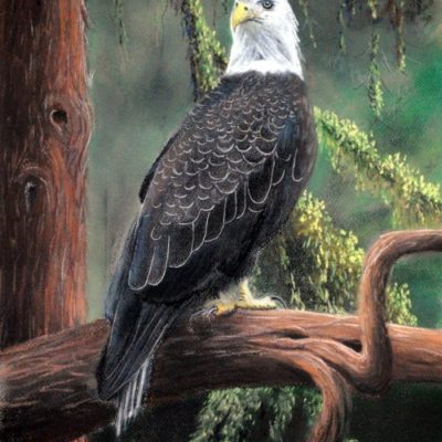How to Draw a Bald Eagle in Pastel