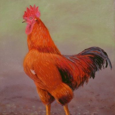 How to Draw a Red Rooster in Pastel