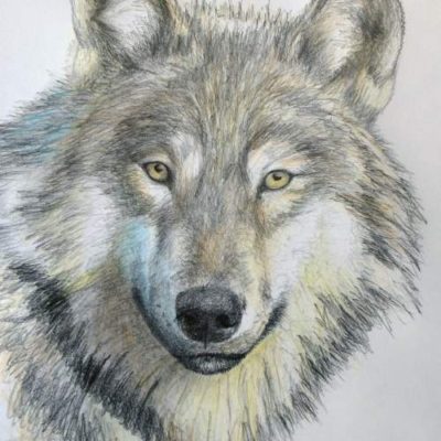 How to Draw a Wolf in Pencil