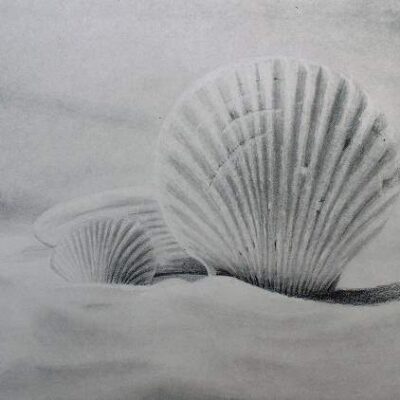 How to Draw Seashells