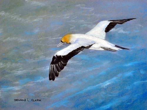 How to draw a Gannet in Flight in Pastel