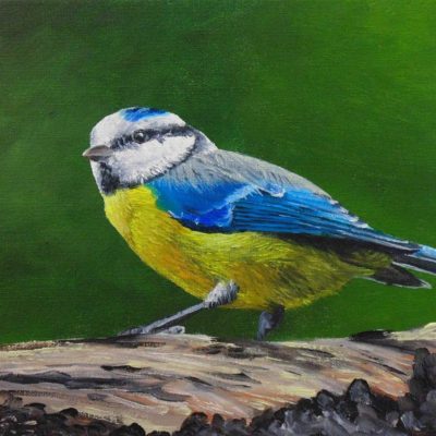 How to Paint Birds in Oil - Blue Tit