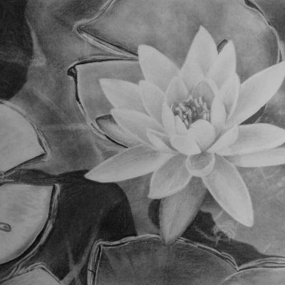 How to Draw a Water Lily