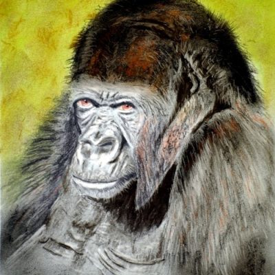 How to Draw a Gorilla Portrait in Pastel