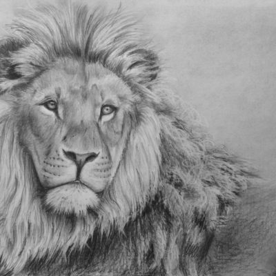How to Draw a Lion in Pencil