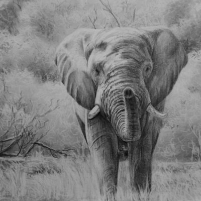 How to Draw an Elephant