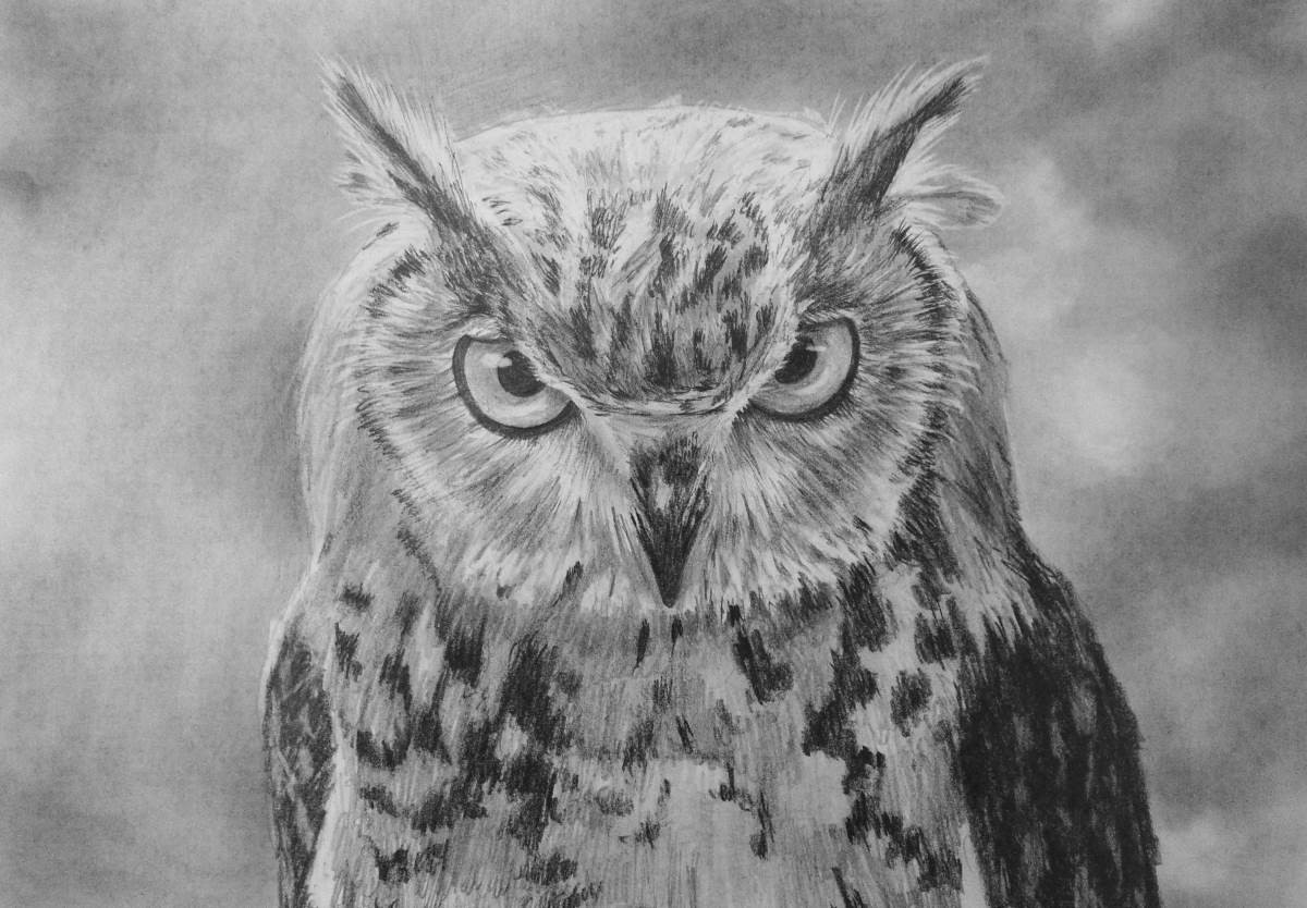 how-to-draw-an-owl-final-1200